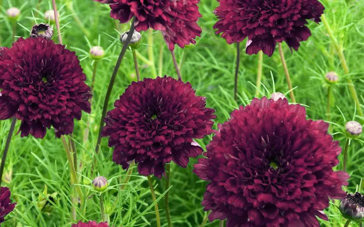 Cosmos Cranberries flower seeds