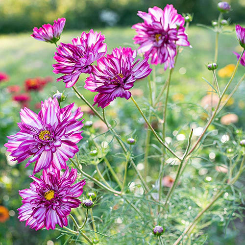 Cosmos Bicolor flower seeds
