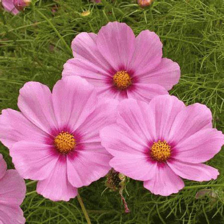 Cosmos Sensation flower seeds