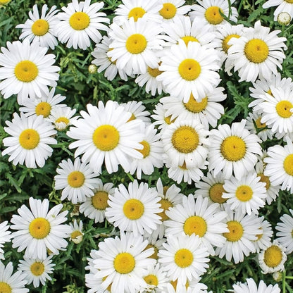 Costmary Flower Seeds showing aromatic silvery-green foliage and small yellow button-like flowers