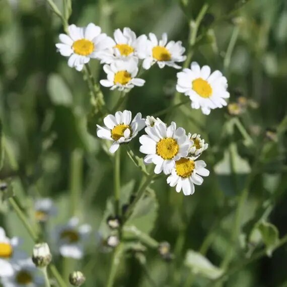 Costmary Flower Seeds showing aromatic silvery-green foliage and small yellow button-like flowers