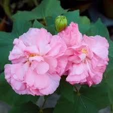 Cotton Rose Hibiscus flower seeds for planting ornamental flowering shrubs in home gardens