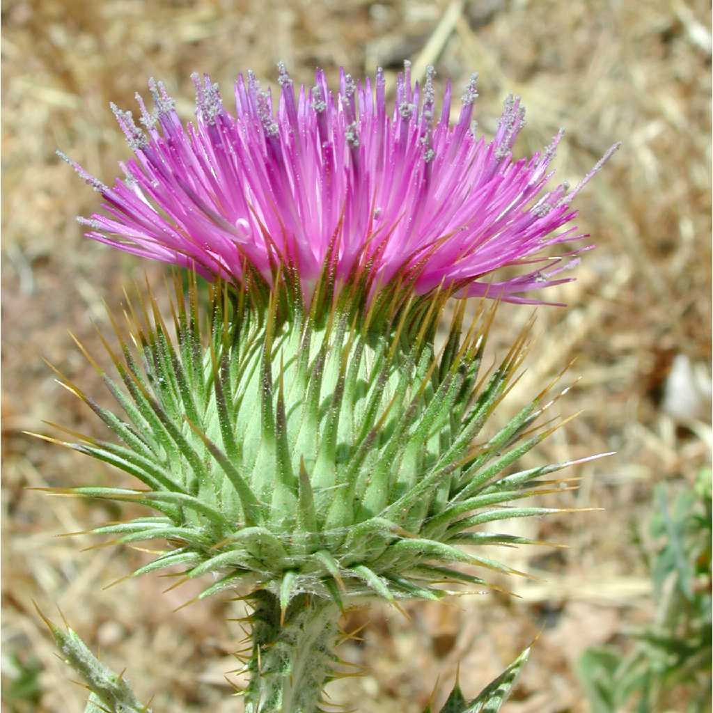 Onopordum flower seeds