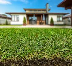 Couch Grass Growing Across Open Landscape Area