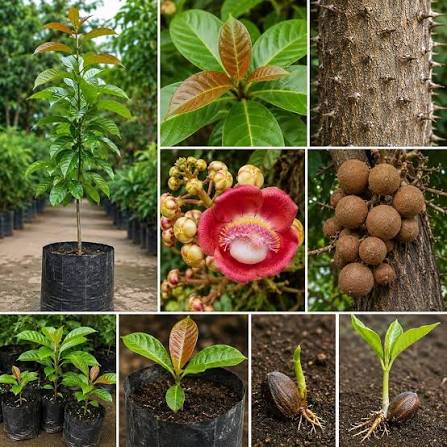 Cannonball Tree Couroupita guianensis featuring fragrant pink and yellow flowers growing directly from the trunk with large round cannonball-like fruits