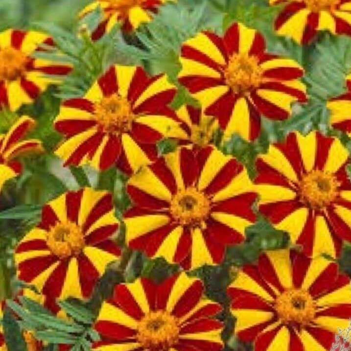 Court Jester Marigold plant