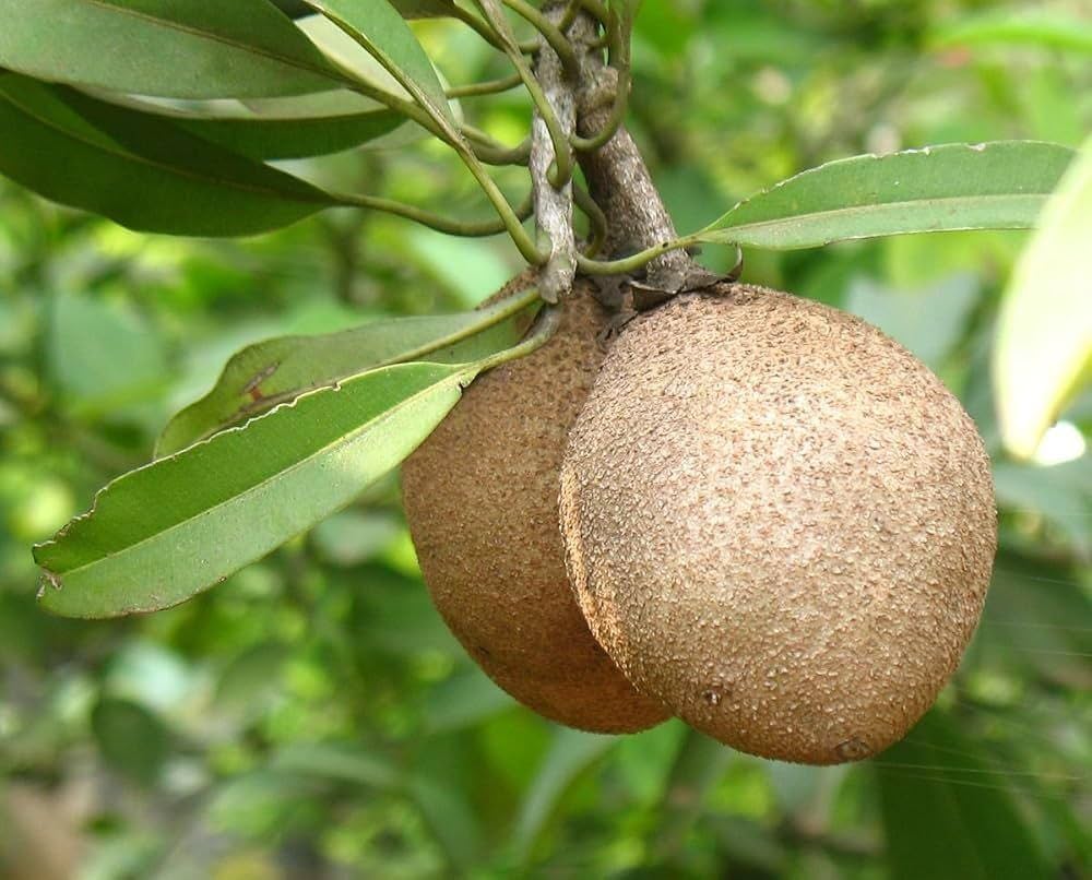 Cow Tree Fruit (Manilkara elata) seeds for tropical tree planting, featuring the distinctive seeds of an Amazonian evergreen tree.
