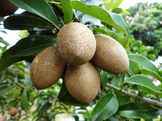 Cow Tree Fruit (Manilkara elata) seeds for tropical tree planting, featuring the distinctive seeds of an Amazonian evergreen tree.