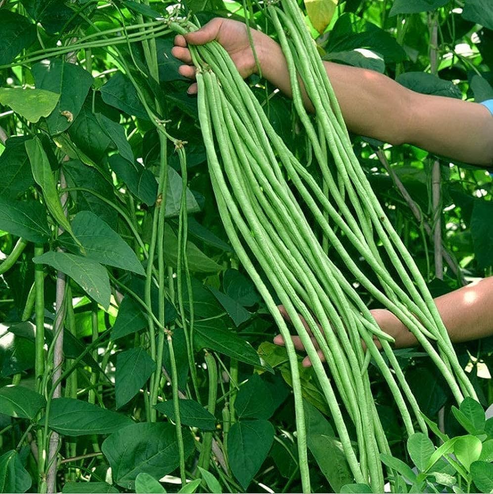 Cowpea seeds for planting with cream-colored black-eyed pea seeds and growing plants