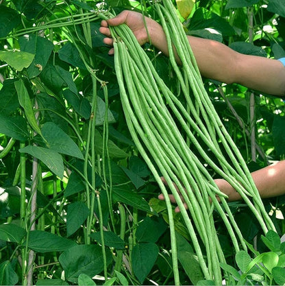Cowpea seeds for planting with cream-colored black-eyed pea seeds and growing plants