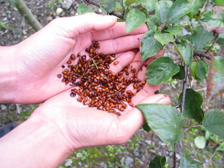 Crab Apple Fruit Seeds for Planting – Heirloom Non-GMO Garden Seeds