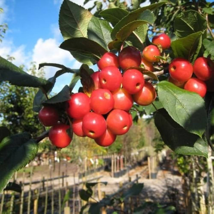 crab apple seeds