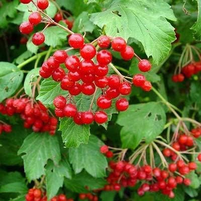 cranberry seeds
