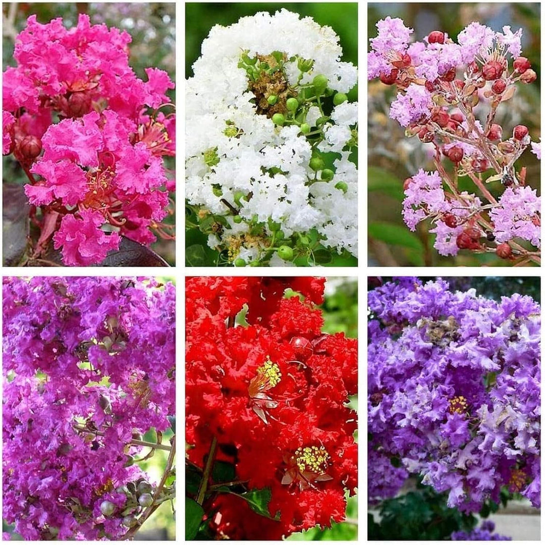 Multi Color flower seeds