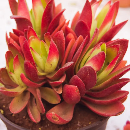 Red Pagoda Crassula succulent with layered red and green foliage grown from seeds