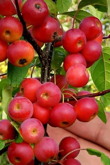Eastern mayhaw fruit tree with clusters of white spring flowers, green foliage, and small red fruits growing in a natural garden setting.