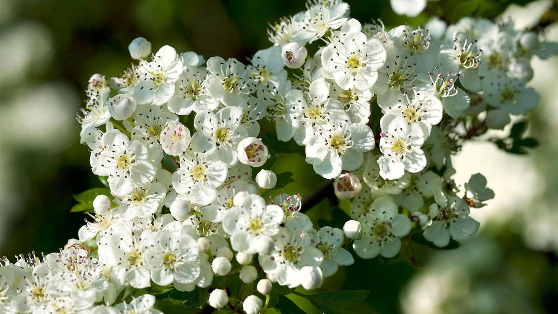 Monogyna flower seeds