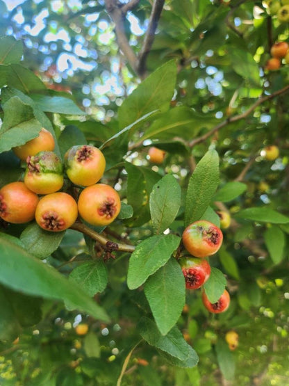 Red Crataegus Opaca Fruit Seeds for Planting – Heirloom Non-GMO Garden Seeds