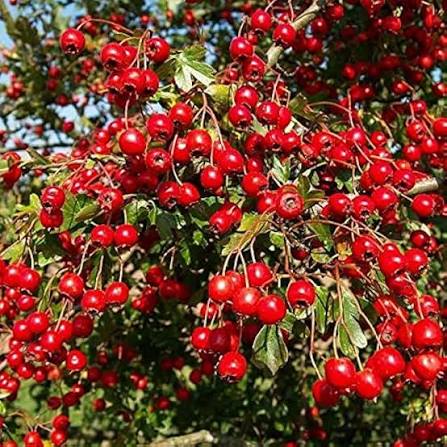 Chinese Hawthorn Fruit Seeds for Planting featuring Crataegus pinnatifida tree branches with clusters of bright red edible fruits and green lobed leaves
