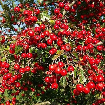 Chinese Hawthorn Fruit Seeds for Planting featuring Crataegus pinnatifida tree branches with clusters of bright red edible fruits and green lobed leaves