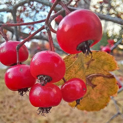 Chinese Hawthorn Fruit Seeds for Planting featuring Crataegus pinnatifida tree branches with clusters of bright red edible fruits and green lobed leaves