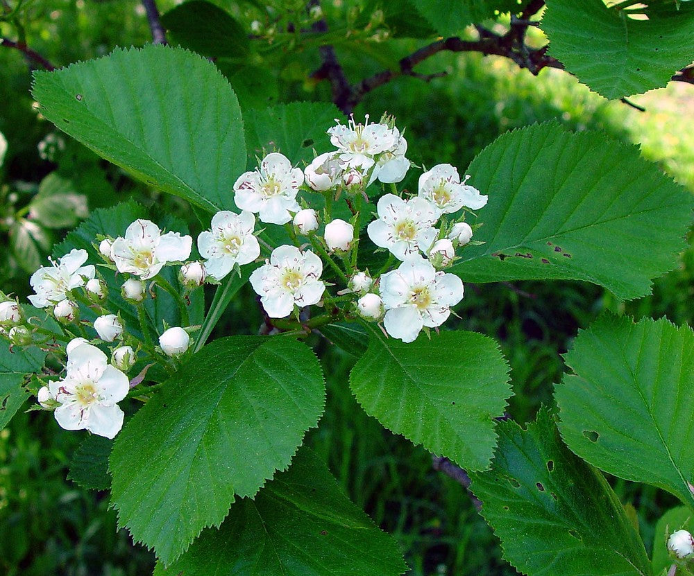 White Crataegus flower seeds