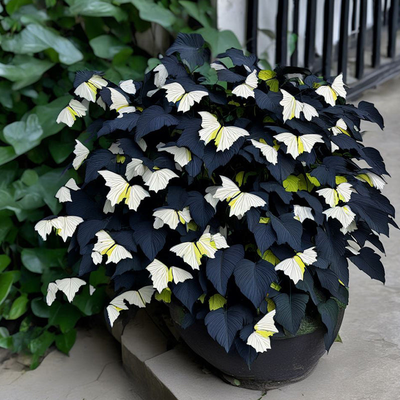 Moonlight Butterfly Begonia ornamental plant featuring contrasting cream and dark foliage, displayed in a pot for indoor gardening and shaded plant collections.