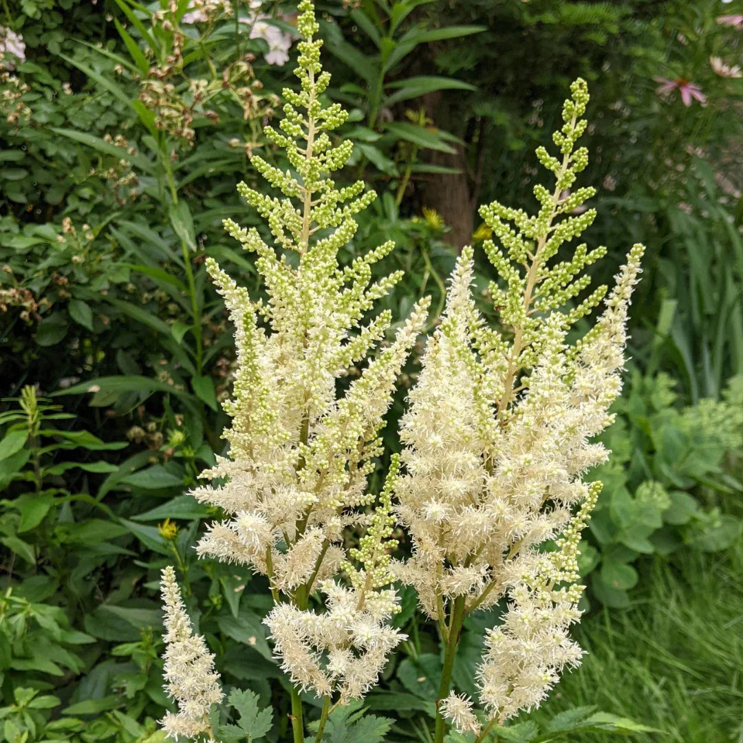 Cream Astilbe flower seeds