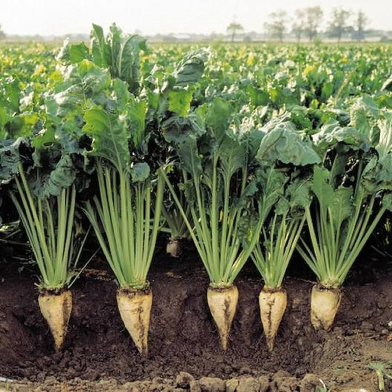 Sweet Cream Beet Seeds for Planting – Heirloom Non-GMO Garden Seeds
