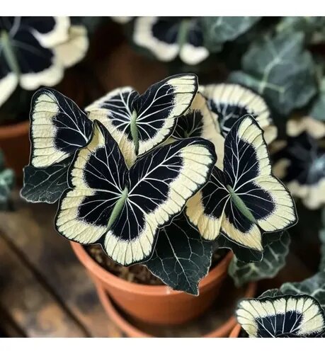 Moonlight Butterfly Begonia flower seeds in cream, presented for ornamental gardening with delicate begonia foliage and a soft cream floral theme.