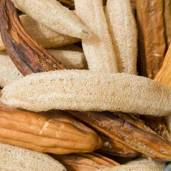 Luffa Seeds