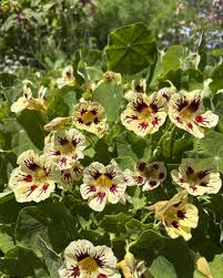 Cream Nasturtium Flowers in Cottage Gar