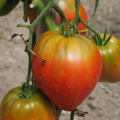 Orange Tomato Seeds