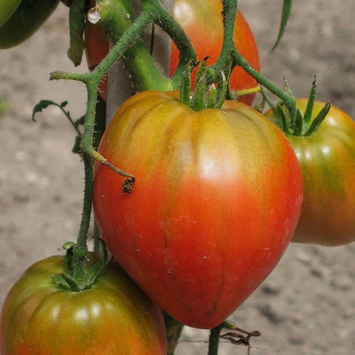 Orange Tomato Seeds
