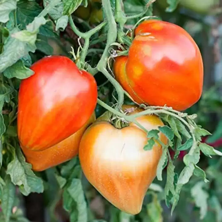 Orange Tomato Seeds for Planting – Heirloom Non-GMO Garden Seeds