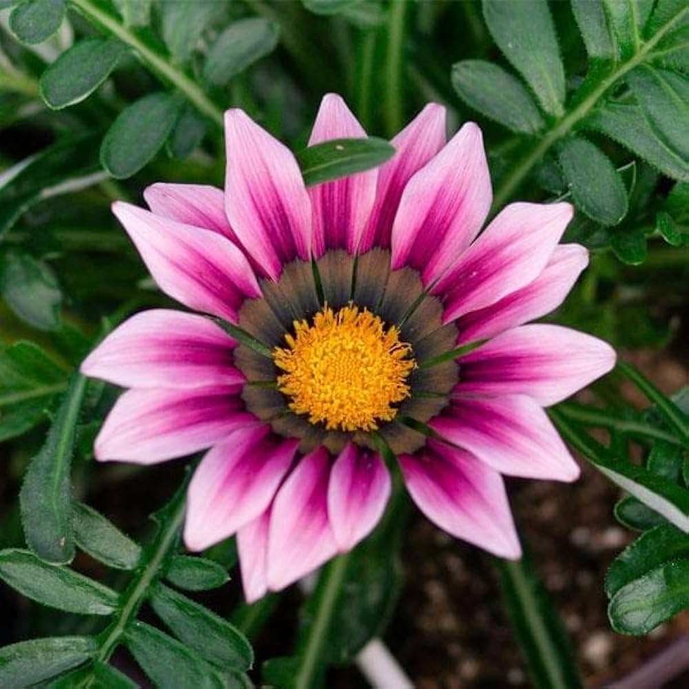 Cream Pink flower seeds