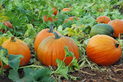 White Pumpkin Seeds for Planting – Heirloom Garden Seeds