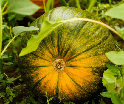 White Pumpkin Seeds