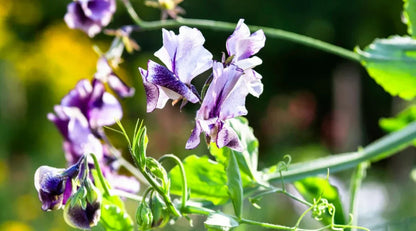 Cream Sweet flower seeds