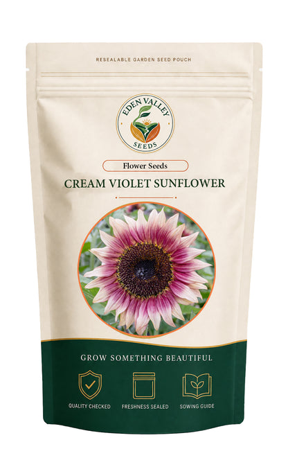 Cream Violet Sunflower flowers blooming in a garden
