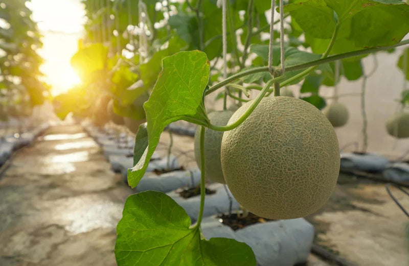 Cream Yellow Cantaloupe Fruit Seeds for Planting – Heirloom Non-GMO Garden Seeds