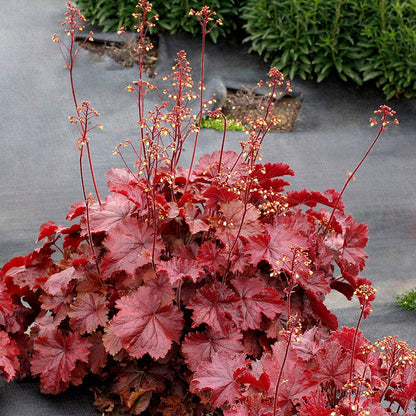 Red Coral Heuchera Flower Seeds for Planting – Heirloom Non-GMO Garden Seeds