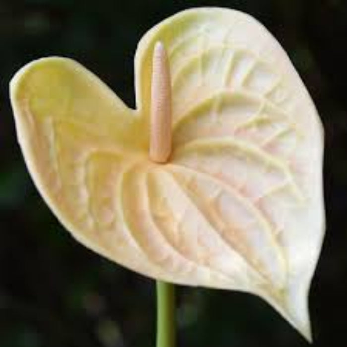 Creem anthurium plant