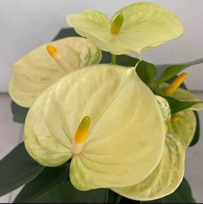Creem anthurium plant