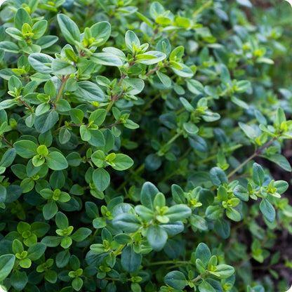 Creeping Thyme Herb Seeds for Planting – Heirloom Non-GMO Garden Seeds