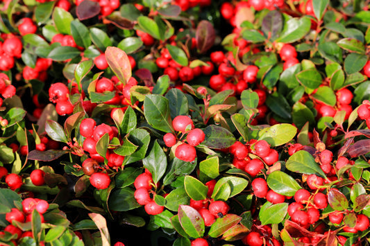 Wintergreen Flower Seeds for Planting – Heirloom Non-GMO Garden Seeds