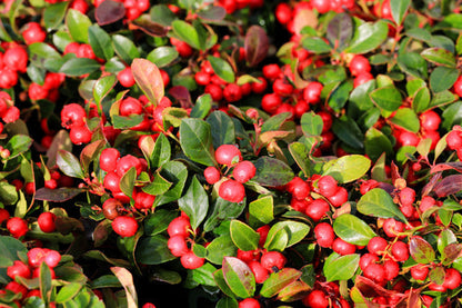Wintergreen Flower Seeds for Planting – Heirloom Non-GMO Garden Seeds