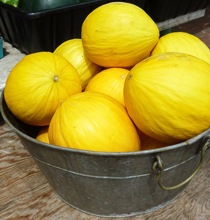 Yellow Crenshaw Melon Fruit Seeds for Planting – Heirloom Non-GMO Garden Seeds