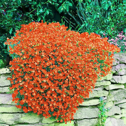 Cress Flower Seeds for planting with fresh green foliage and delicate white flowers