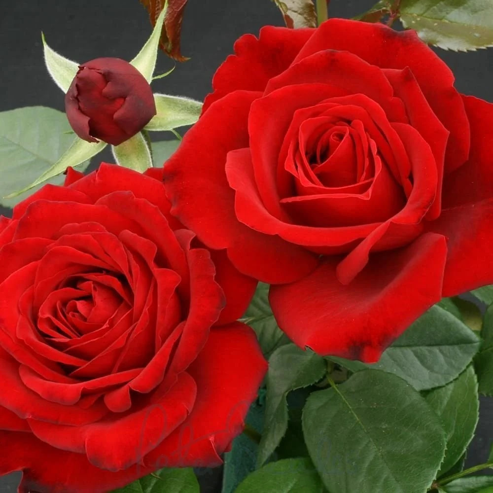 Red Cascade Rose plant